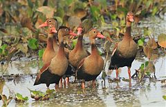 Black-bellied Whistling-Duck